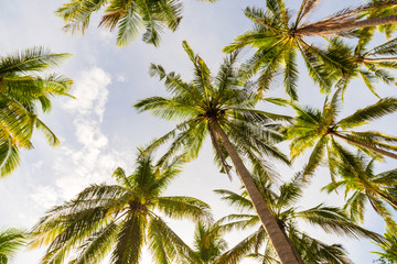 Fototapeta na wymiar Coconut palm tree uprisen view in island