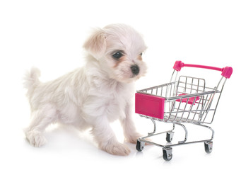 puppy maltese dog