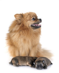Obraz premium puppies pomeranian and mother