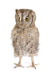 Eurasian scops owl