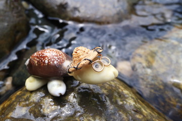 Image of a turtle made of shells. Handmade.