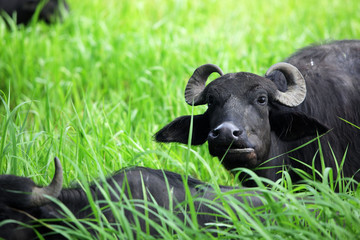 water buffalo eating fresh grass in a field