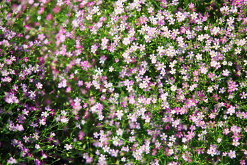 Fototapeta premium close up of blooming gypsophila flower background