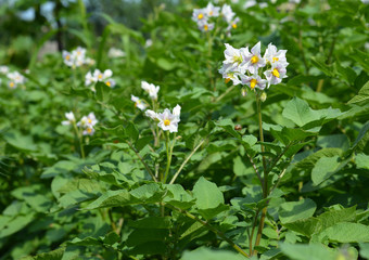 Obraz na płótnie Canvas White flowers of potato plant. Potato flowers blooming in the garden