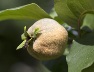 Ripened fruit of quince on the tree, close up.
