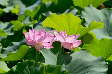 蓮の花