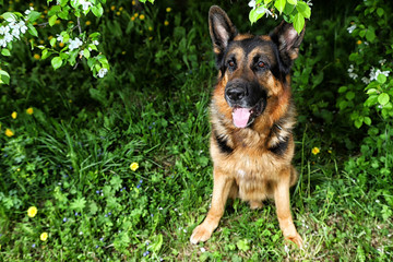 Dog German Shepherd in a park near branch of blossoming apple tree