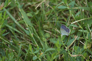 Eastern-tailed Blue Butterfly (Cupido comyntas) sitting in a school field in Guthrie Center, Iowa