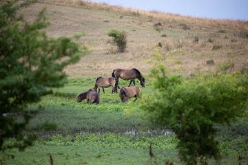 wildpferde in dänemark