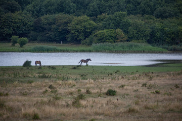 wildpferde in dänemark