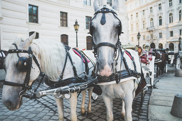 Naklejka na ściany i meble Close up of horse heads of a Fiaker in Vienna, Austria. horse-drawn carriage close-up.