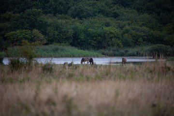 Obraz na płótnie Canvas wildpferde in dänemark