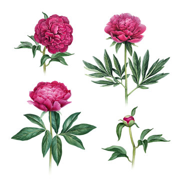 Watercolor illustration of peony flowers. Perfect for greeting cards or invitations