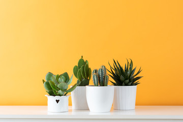 Collection of various cactus and succulent plants in different pots. Potted cactus house plants on white shelf against pastel mustard colored wall.