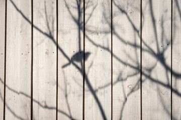 The shadow of a bird sitting in a  skeletal tree on a cream fence