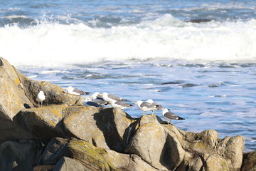 荒波の中、岩場で羽を休めるカモメ