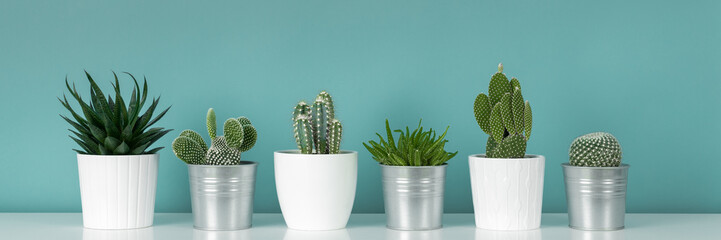 Modern room decoration. Collection of various potted cactus and succulent plants on white shelf against pastel turquoise colored wall. House plants banner.