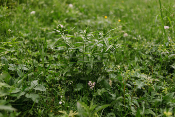 Fresh green grass. Green fresh stems in garden.