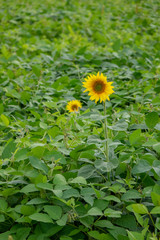 A blossoming sunflower in the country garden on a summer day. Agriculture