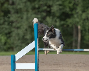 Border Collie jumps over an agility hurdle