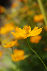 オレンジ色の花　キバナコスモス