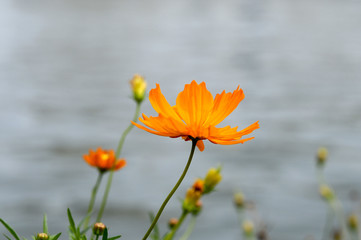 オレンジ色の花　キバナコスモス