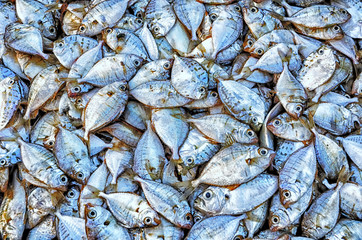 Fish in market