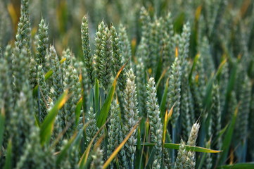 Green spikes of spring wheat