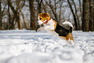 Beagle dog runs and plays in the winter forest on a Sunny frosty day