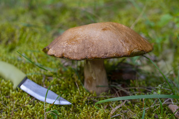 Edible boletus mushroom and knife in forest. Porcini on moss