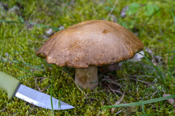 Edible boletus mushroom and knife in forest. Porcini on moss