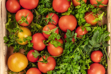 Overhead photo of many tomatoes with parsley in a crate