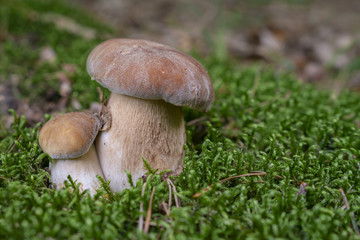 Edible boletus mushroom in forest. Porcini on moss