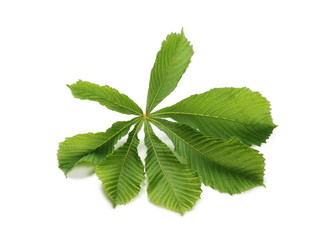 Horse-chestnut (Aesculus hippocastanum, Conker tree) leaves isolated on white background