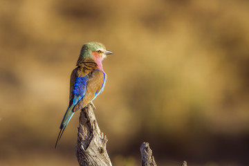 Lilac breasted roller in Kruger National park, South Africa ; Specie Coracias caudatus family of Coraciidae