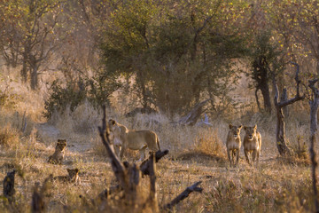 African lion in Kruger National park, South Africa