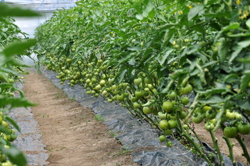 Fototapeta na wymiar Polycarbonate greenhouse for growing tomatoes