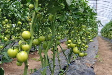 Polycarbonate greenhouse for growing tomatoes