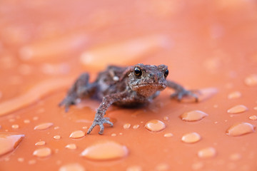 The frog sits on an orange background covered with drops of water. Macro shooting of a toad.