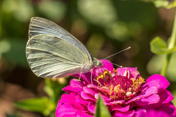 schmetteling auf blüte