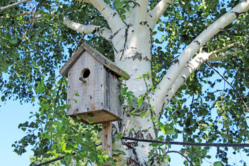 Wooden birdhouse on a birch tree in the park