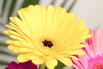 Yellow gerbera flower with drops of water on gray background