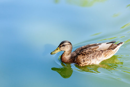 Close-up portrait of a  green duck  on a  river on a warm summer day