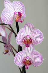 magenta orchid on gray background