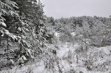 Winter in the pine forest