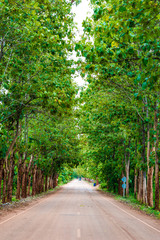 Naklejka premium Teak tree forest with rural road peace scene