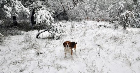 Hunting dog in the winter forest