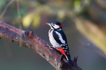 Buntspecht (Dendrocopos major) im Naturschutzgebiet Mönchbruch bei Frankfurt, Deutschland.