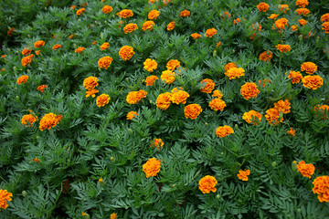 Marigold flowers in tropical garden