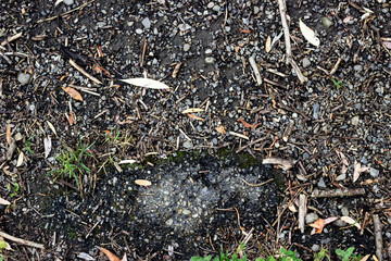 soil and stones texture 